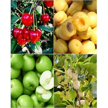 4 Çeşit Karışık Meyve Fidanı Vişne, Kayısı, Elma ve Dut