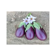 Adana Dolmalık Patlıcan Tohumu - 10 Gr