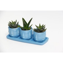 TRİO MAVİ ADLER SUKULENT SETİ - Haworthia, Aloe Ferox