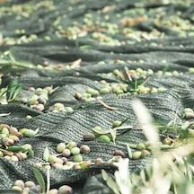 6 Mt. X 4 Mt. Zeytin Toplama Sergisi - 65gr. %75 Gölgelik File 1. Kalite / Dikişsiz
