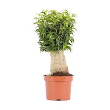 Ficus Benjamina Natasja Yeşil