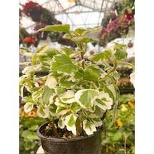 Sarkıcı Kokulu Benjamin Çiçeği 1 Adet Saksılı Plectranthus Forsteri 10-20cm