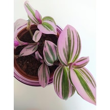 Pembe Telgraf Çiçeği Nanouk Telgraf Çiçeği Tradescantia Nanouk 9 Cm'lik Saksıda