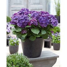 Ortanca – Hydrangea Macrophylla 20-40cm -Mor