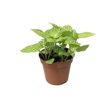 Fittonia - Yeşil Beyaz (Fitonya Çiçeği) Ø8,5 CM Y10-15 CM