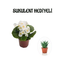Hediyelik Beyaz Şeker Begonya Çiçeği Sevgililer Gününe Özel Sukulent Hediyeli