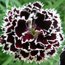 Dianthus Heddewigii Siyah Beyaz Karanfil Çiçeği Tohumu 100 Adet