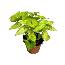 Singonyum Çiçeği Melek Kanadı 10-20 Cm