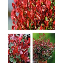 Alev Çalısı Bitkisi 40 Cm Saksılı/tüplü Dış Mekan Bitkisi Photinia Serrulata