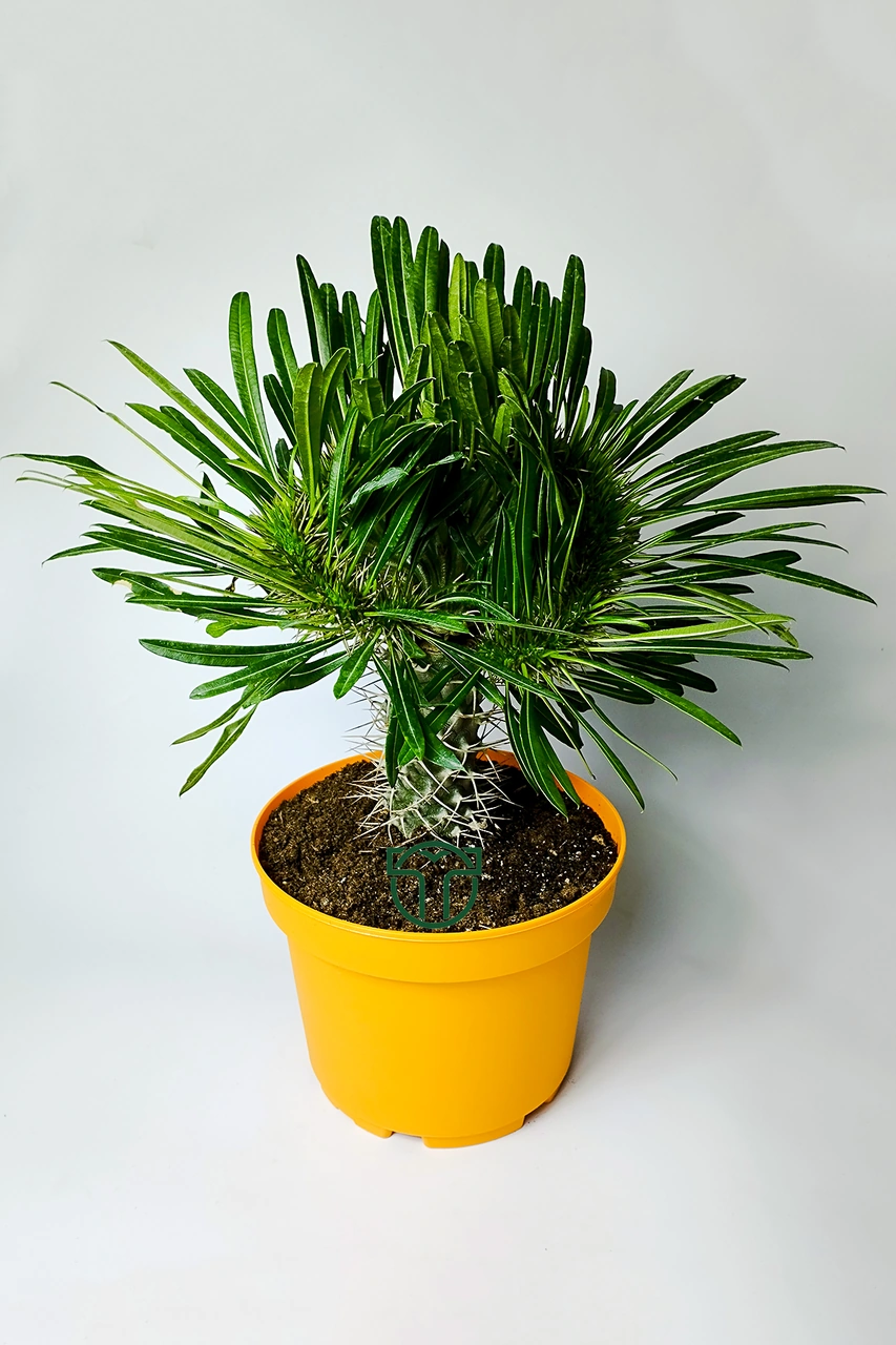 Pachypodium Lamerei Cristata Madagaskar Palmiyesi Koleksiyonluk
