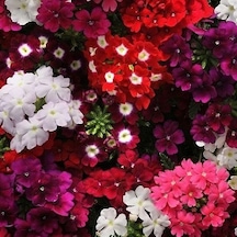 Mine Çiçeği Karışık Renk Çiçek Tohumu 1 Paket 50 Adet