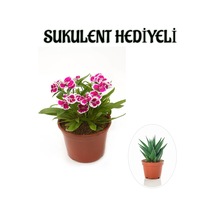 Pembe Renk Çin Karanfili Çiçeği Sevgililer Gününe Özel Sukulent