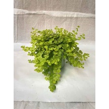 Sarı Kız Altın Koyle Çiçeği Sarı Çiçekkli 1 Adet Saksılı 20-40cm Lysimachia Nummularia