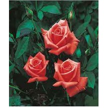 Videolu 1 Adet Narçiçeği Yediveren Kokulu Gül Fidanı Saksılı 10-15cm Pomegranate Blossom Rose