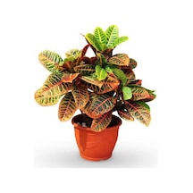 Kraton Bitkisi 30 40 Cm Boy Croton Petra 13 Cm Saksı Çapı Ev Ofis Salon Bitkisi