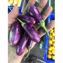 Eko Paket 25 Adet Tohum Ithal Thailand Mini Kemer Patlıcan Tohumu