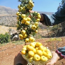 Tüplü Aşılı İri Meyveli Sarı Alıç Fidanı 20-40 Cm