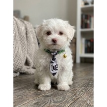 Flypet Kurukafa Desenli Kravat Kedi Tasma & Yavru Köpek Tasma 13cm-24cm Ayarlanabilir Tasma