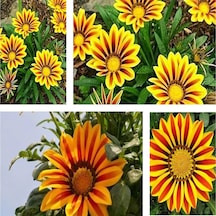 Videolu 10'lu Sarılı Kahverengili Gazanya Çiçeği 20-30 Cm Tüplü Çiçekli Bodur Bitkiler Gazania