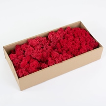 Reindeer Moss Kırmızı Şoklanmış Norveç Yosunu 250gr