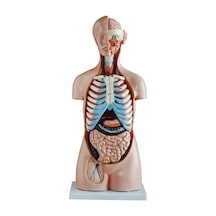 Insan Vücudu Modeli Torso 85Cm 20 Parça Cinsiyetsiz Tam Boy
