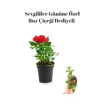 Kadınlar Gününe Özel Hediyelik Kırmızı Renk Gül Fidanı Buz Çiçeği Hediyeli