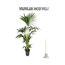 Sevgililer Gününe Özel Areka Palmiyesi Mumluk Hediyeli Salon Bitkisi