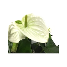 Anthurium Andraeanum 'White' (Flamingo Çiçeği) Ø12 CM Y35-40 CM
