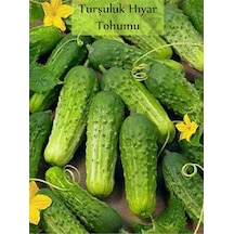 Hıyar Tohumu Kornişon 1 Paket Turşuluk Salatalık Tohumu Ekmeye Uygun Yüksek Verimli Paket Tohum