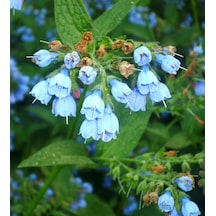 Karakafes Otu Symphytum Officinale 10 Adet