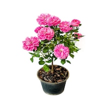 Vidolu Isparta Gülü Reçellik Pembe Renkli 20 50 Cm 1 Adet Aşılı Gül Pink Rose