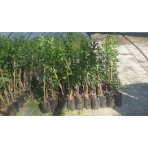 Sansutma Mandalina  Fidanı