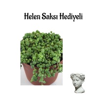 Avantajlı Sevgililer Gününe Özel Tespih-boncuk Çiçeği Bitkisi Helen Saksı