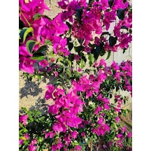 Videolu Muhteşem Renkli Begonvil Çiçeği 40 60 Cm 1 Adet Saksılı Çiçekli Bodur Bitki Bougainvillea