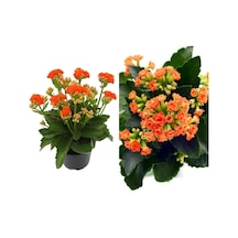 Emel Hanım Çiçeği Kalanchoe Çiçeği Kalanşo Turuncu 8.5 Saksıda Çiçekli Bodur Bitki