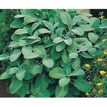 10+ Geniş Yapraklı Adaçayı Tohumu N111998