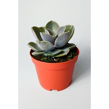Echeveria Pollux Rozet Sukulent Özel Tür 8.5 Kırmızı Saksıda
