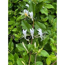 Hanımeli Beyaz Çiçekli 30 50 Cm 1 Adet Dış Mekan Sarmaşık Bitkileri Caprifoliaceae