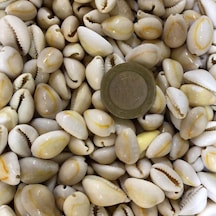 Tahtakale Toptancı Cyprea Annulus -kavrulmuş Kiloluk Deniz Kabuğu 1 Kg