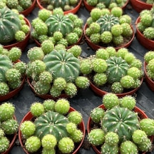 Çiçek Açan Tür, Bol Yavrulu Matucana Polzii Kaktüsü 5.5cm Saksıda Gönderilir 1 Adet
