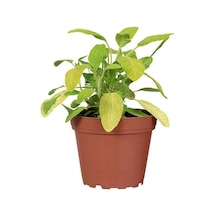 Aromatik Bitki Adaçayı Fidesi 1 Adet Saksılı 20-30cm Salvia Diğer