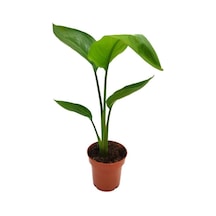 Starliçe Beyaz Cennet Kuşu /yavru Sağlıklı 20-40cm Saksılı Salon Çiçeği