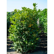 Videolu Şimşir Çalı 30-40 Cm Saksılı/tüplü Dış Mekan Bitkileri Buxus Microphylla 'faulkner'