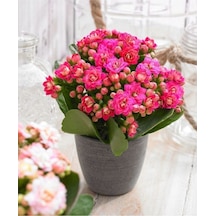 Açık Pembe Canlı Kalanchoe Çiçeği Kalanşo Saksılı Ithal