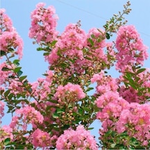 Pembe Oya Çiçeği Fidanı 40-80 Cm