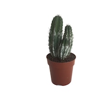 Polaskia Chichipe (Kaktüs) Ø8,5 CM Y10-15 CM