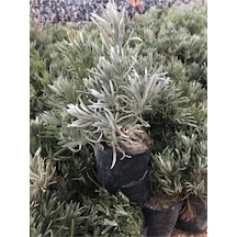 Köklenmiş Poşet Tüplü Lavanta Fidanı 1 Adet 15 - 25 Cm Intermedia