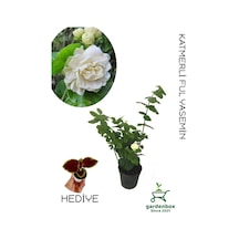 Mis Kokulu Ketmerli Yasemin Çiçeği 1 Adet Saksılı/tüplü 30-60cm +yaprak Güzeli