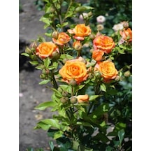 Videolu Minyatür Gül Turuncu Renkli 20 40 Cm 1 Adet Aşılı Gül Orange Rose