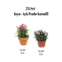 2'li Set Açık Pembe Koyu Pembe Karanfil Çiçeği Dış Mekan Bitkisi